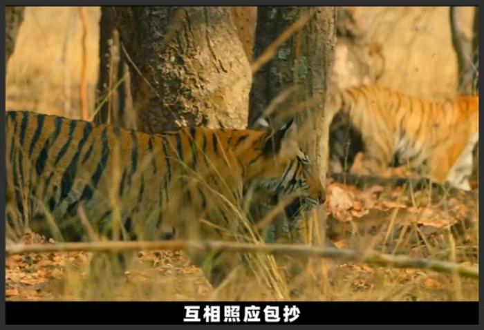 《王朝》出生弱小，不被看好，还遭到全家嫌弃的虎妹妹，却活到了最后？《王朝第二季》-吾爱原创解说文案-[原创首发]-吾爱文案网