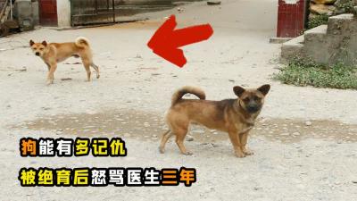 狗能有多记仇？长沙一黄狗被兽医绝育，天天蹲店见医生破口大骂-原创解说文案