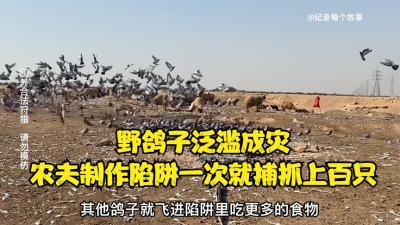 伊拉克的不要钱鸽子，泛滥成灾破坏庄稼，农夫做陷阱一次抓几百只-原创解说文案