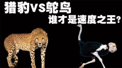 猎豹VS鸵鸟，谁才是陆地上的速度之王？让我们来欣赏他们巅峰对决-原创解说文案