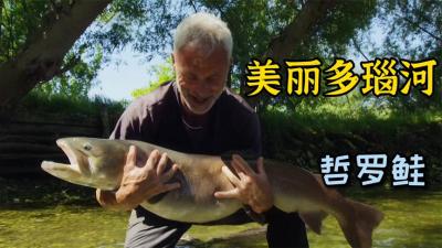 河中巨怪：杰叔游遍欧洲多瑙河，寻找濒临灭绝的白鲟鱼和哲罗鲑！-原创解说文案