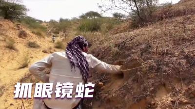 印度的天才吉普赛人，眼镜蛇洞直接伸手掏，抓蛇技术出神入化-原创解说文案