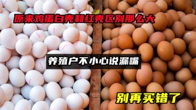 原来鸡蛋白壳和红壳区别那么大，养殖户不小心说漏嘴，别再买错了-原创解说文案