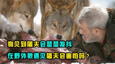 狗害怕屠夫手里的刀，如果野狼遇到屠夫，它们也会害怕吗？-吾爱原创解说文案