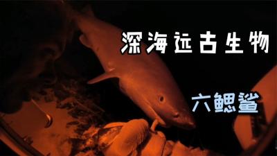 河中巨怪：生活在深海的远古六鳃鲨，一生都在垂直上下迁徙！-原创解说文案