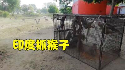 印度猴子泛滥欺负牲口，农夫铁笼神技术一锅端，随便抓几十只-吾爱原创解说文案