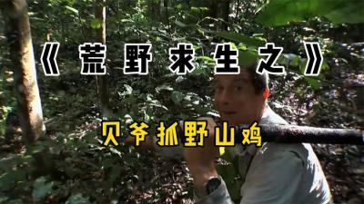 荒野求生：贝爷用这样的方法抓山鸡，没有一点投掷本事不行！-原创解说文案