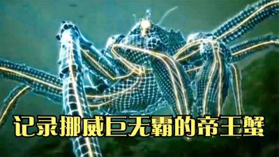 纪录片：挪威的神仙海洋，帝王蟹入侵泛滥随便抓，大叔一次搞一筐-原创解说文案