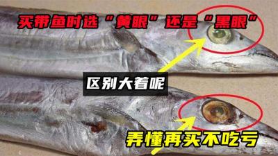 买带鱼时选“黄眼”还是“黑眼”，区别大着呢，弄懂再买不吃亏-吾爱原创解说文案