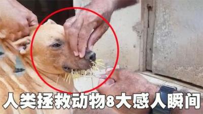 人类拯救小动物的8个感人画面，旺财被豪猪刺的满身是刺，真可怜-吾爱原创解说文案