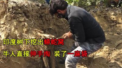 印度的神奇古树，树根藏巨大蟒蛇窝，捕蛇人用挖机搞出装一麻袋-吾爱原创解说文案