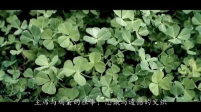 [视]2019年李银桥儿子透露：因为几个鸡蛋，主席直到去世都没原谅父亲-原创解说文案