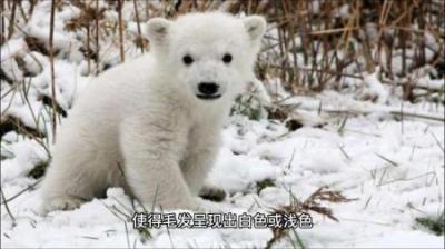 为什么说北极熊并不是白色的？-吾爱原创解说文案