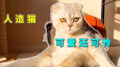 “人造折耳猫”，可爱还是更可怜，为何不能养？-原创解说文案