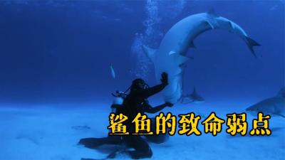 大白鲨天敌：没想到大海中的鲨鱼家族都有一个致命的弱点！-吾爱原创解说文案