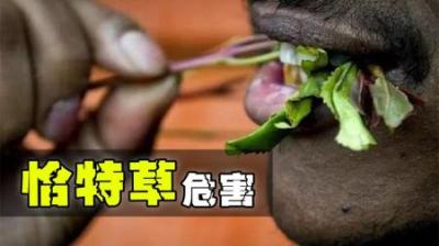 也门不可或缺的国草，平民百姓都在吃，同时也是毒害他们的关键-原创解说文案