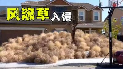 带给美国人窒息体验的风滚草，它们是“狂野和自由”的代名词！-吾爱原创解说文案