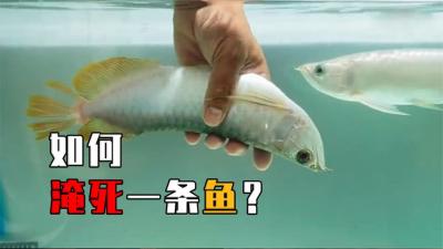 如何淹死一条鱼？被淹死之后的鱼还能吃吗？答案可能出乎你的意料-原创解说文案
