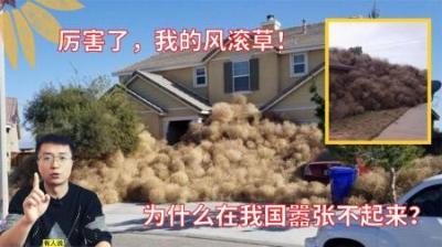 风滚草在美国泛滥成灾,为何在我国却连“成年”都很困难-原创解说文案