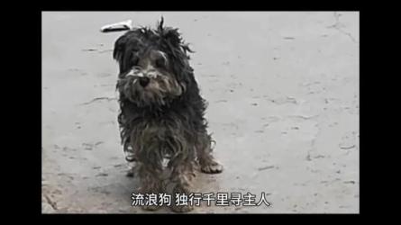 流浪狗暴力变现项目+0撸日收益入3000+【流程+操作】-课程-网盘资源分享