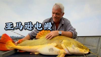 河中巨怪：巴西三名男子在水中瞬间被电鳗攻击丧生！-吾爱原创解说文案