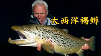 未知水域：杰里米前往冰岛，品尝了世界上最毒的鲨鱼!-吾爱原创解说文案