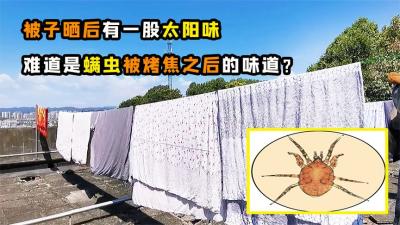 被子晒后充满“太阳味”，这是螨虫被烤焦了吗？看完你就明白了-原创解说文案
