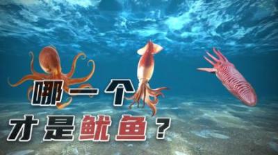 如何区分章鱼乌贼鱿鱼以及八爪鱼？-原创解说文案