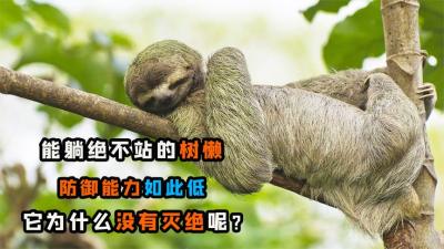 能躺绝不站的树懒，防御能力如此弱，它们为什么没有灭绝？-吾爱原创解说文案