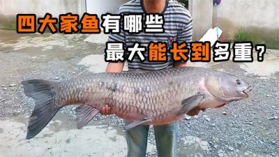 “四大家鱼”是哪四种鱼？如果不被捕捞上岸，它们能长到多大呢？-吾爱原创解说文案