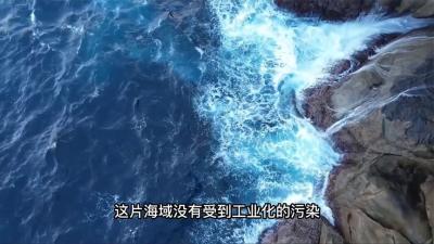 北极的天才因纽特人，河中设置石头陷阱抓鱼，一下午搞了一吨鱼-原创解说文案