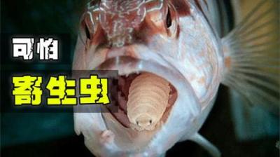 外来生物反客为主？鳃部里的寄生者，竟将“房东”逼上绝路！-原创解说文案