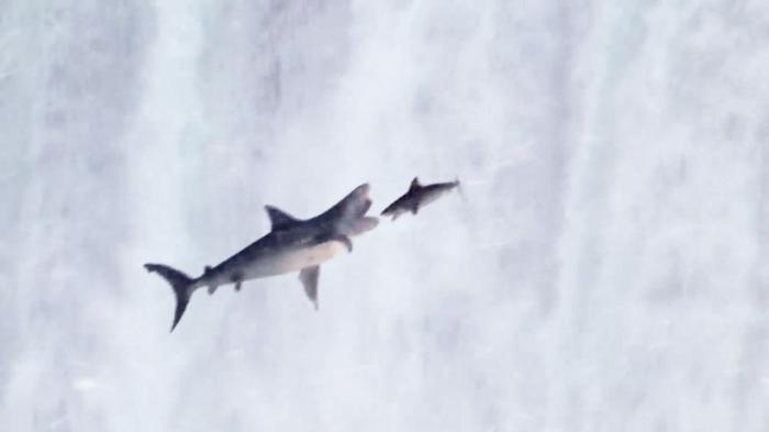 《鲨卷风4：四度觉醒》鲨鱼飞到空中太过饥饿，开始大鱼吃小鱼的场景，最后却被鲸鱼吃掉《纽曼军医》-吾爱原创解说文案-[原创首发]-吾爱文案网
