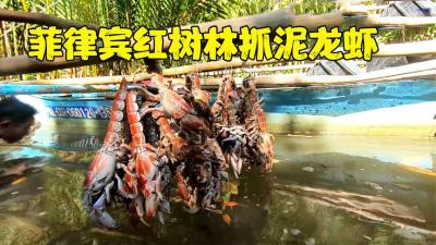 菲律宾红树林里抓泥龙虾，秘制药水倒进洞里，一天能抓好几桶-原创解说文案