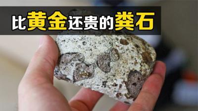 不可思议的“龙涎香”，1克能卖700块，为何鲸鱼粪石比黄金还贵？-吾爱原创解说文案