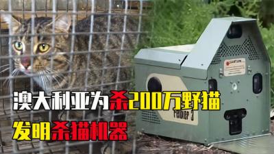 为了保护动物，老人20年杀死1400只猫，为何国家还要奖励他？-原创解说文案