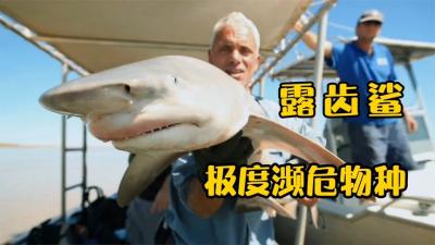 河中巨怪：极度濒危物种！据说见过这种鱼的人，还没上月球的人多-原创解说文案