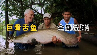 河中巨怪：杰里米探索埃塞奎博河巨鱼巢穴！结果发现全新品种鱼类-原创解说文案