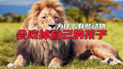 为什么有些动物会吃掉自己的孩子？-原创解说文案