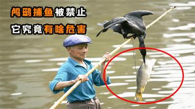 一天可捕20斤鱼，流传千年的“鸬鹚捕鱼”被禁，它有什么危害？-原创解说文案