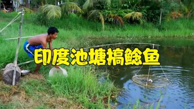 印度池塘用竹兜加五花肉搞鱼，神技术一次能抓一大桶，够吃好几天-原创解说文案