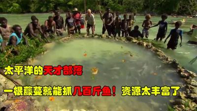 太平洋岛上的天才原住民，仅靠一根树藤，一上午就能抓几百斤鱼-原创解说文案