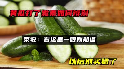 黄瓜打了激素如何辨别？菜农：看这里一眼就知道，以后别买错了-原创解说文案