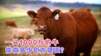 一头牛能做多少包红烧牛肉面调料包？-原创解说文案