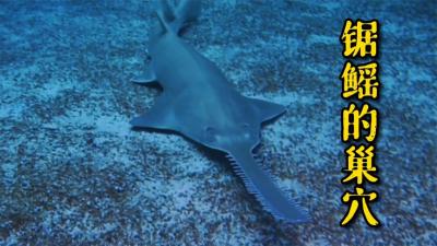 锯鳐的老巢：和鲨鱼齐名的深海霸主，如今却成为了极度濒危物种！-吾爱原创解说文案
