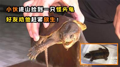 小哥捡到一只“怪乌龟”，嘴巴长得像老鹰嘴，好友让他赶紧放生？-吾爱原创解说文案