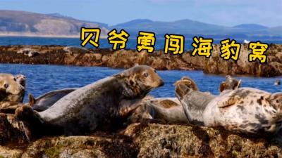 荒野求生：贝爷这期厉害啦！勇闯海豹窝，蝙蝠窝，下海抓捕螳螂虾-原创解说文案