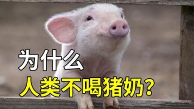为什么没有人喝猪奶-原创解说文案