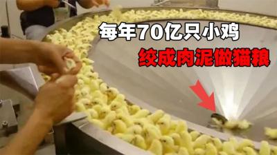 刚出生就被扔进绞肉机，做成猫粮狗粮，每年70亿只小鸡被活活绞碎-原创解说文案