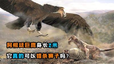 狮子的天敌出现了？阿根廷巨鹰身长2米，它真的能猎杀狮子吗？-原创解说文案